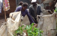 nigeria-kale