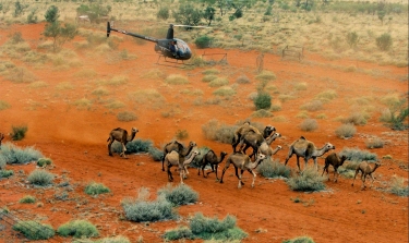 Helicopters have been used to muster feral camels. Source: Hans Boessem