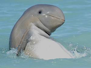 snubfin dolphin
