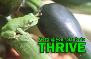 Frog-thriving-in-Aquaponics