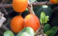 oranges