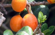 oranges
