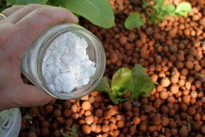 potassium Potassium Hydroxide added to Aquaponics