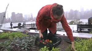 urban-farming As the population in cities grows, urban farms might be a solution to improve food security for urban areas. (Photo credit: Bernard Pollack)