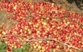 apples