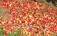 apples