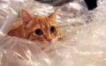 cat-in-plastic