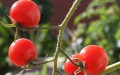 cherry-tomatoes-feature