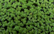 duckweed