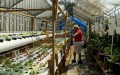 Sahib-Punjabi-in-his-Aquaponics-System
