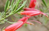 Eremophila_decipiens