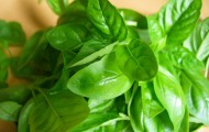 basil