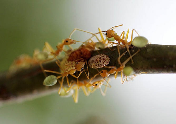 ants