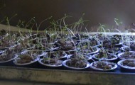k-pod-planter-featured