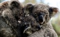 koalas