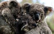 koalas