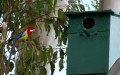 rosella-box