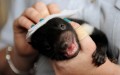 Tasmanian Devil Joey