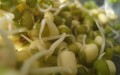 Sprouts by Little Blue Hen