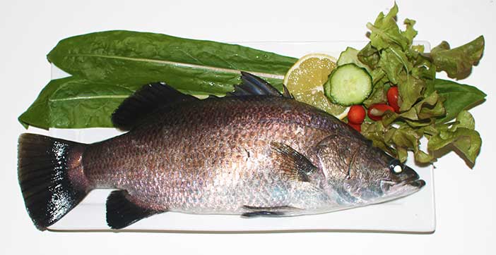Aquaponics-Barramunidi-on-Plate