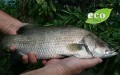 aquaponics-harvesting
