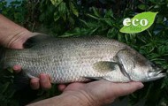 aquaponics-harvesting